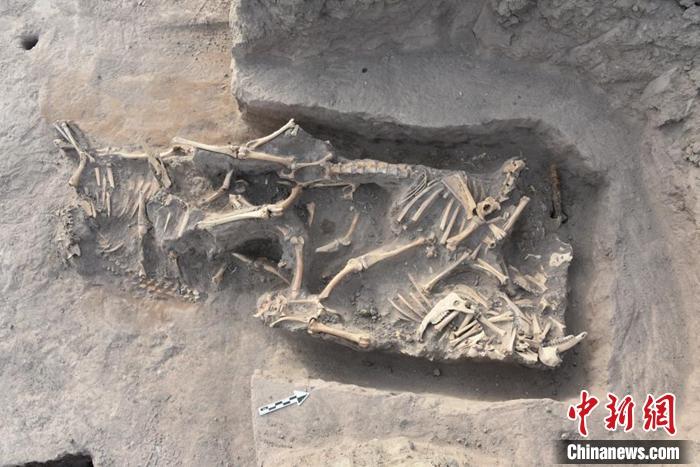 墓葬内发现的羊骨坑全景。受访单位供图