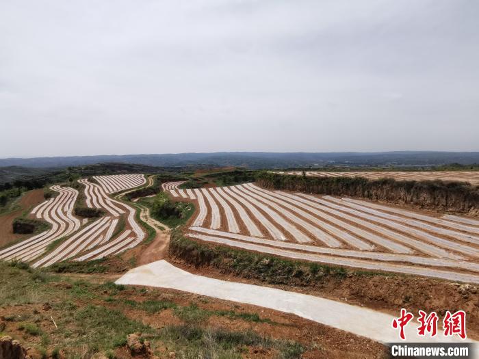 2015年，在山西省委宣传部驻村工作队帮助下，韩登科成立种植专业合作社，带动更多乡邻走上致富路。　高瑞峰 摄