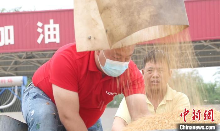 图为参赛农机手正在将刚收割的小麦装进拖拉机的车舱里。 倪志浩 摄 图为参赛农机手正在将刚收割的小麦装进拖拉机的车舱里。 倪志浩 摄