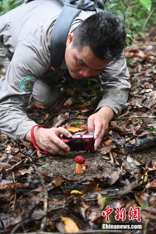 图为护林员王成凯认真拍摄巡护路上看到的红盖兰茂牛肝菌。 <a target='_blank' href='/'>中新社</a>记者 尹海明 摄