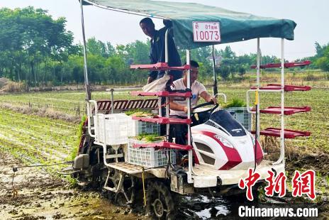 农户在进行夏种。　肥西县农业农村局供图