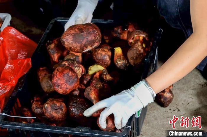 图为云南的野生菌。　徐章位 摄