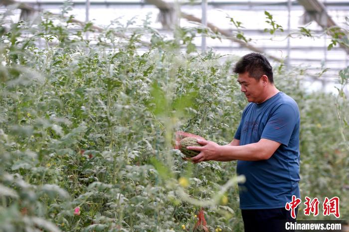 (资料图)济南心正生态农业专业合作社总经理钱彬正在瓜棚中查看西瓜长势。　梁犇 摄