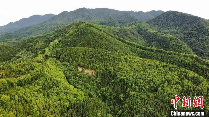 航拍镜头下的广东九连山林场 陈楚红 摄