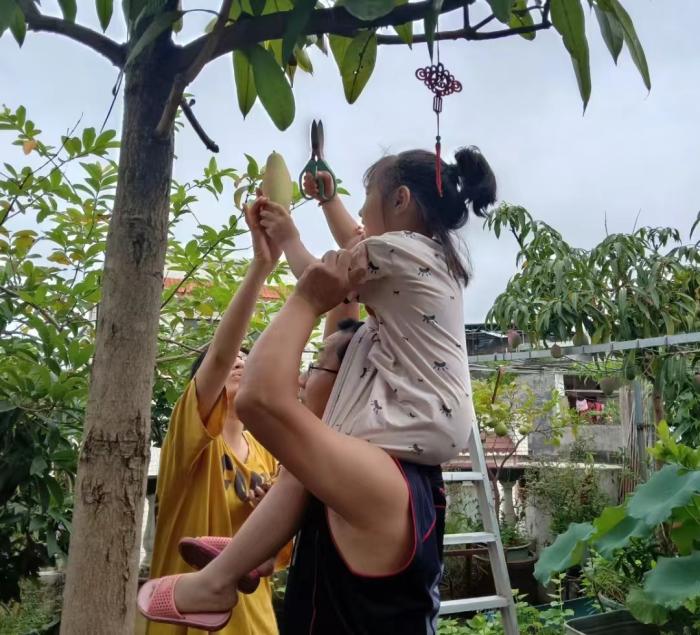 小陈和爸爸、妹妹一起摘芒果。受访者提供 小陈和爸爸、妹妹一起摘芒果。受访者提供