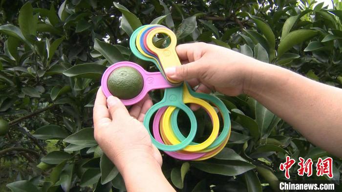 图为测量澄迈福橙大小 陈英清 摄