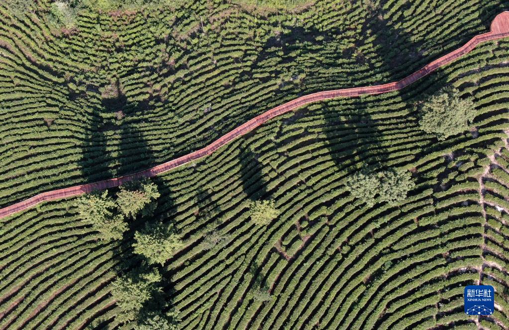 这是6月14日拍摄的陕西省平利县老县镇蒋家坪茶园(无人机照片)。 新华社记者 李一博 摄 这是6月14日拍摄的陕西省平利县老县镇蒋家坪茶园(无人机照片)。 新华社记者 李一博 摄