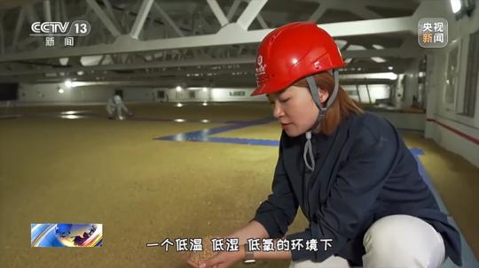 今年夏粮旺季收购量预计将达1300亿斤!从田间到餐桌 小麦一路上会有哪些经历?