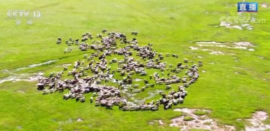 【大美边疆行】乌拉盖草原：碧草毡房牛羊壮 休牧归来绿满坡