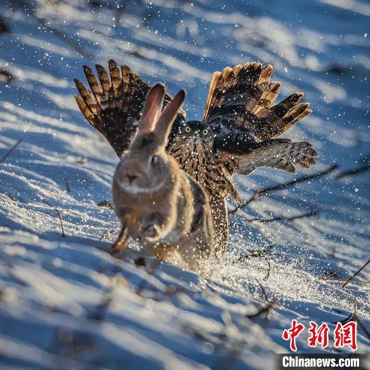 图为焦生福的作品《捕捉06》。 焦生福 摄 图为焦生福的作品《捕捉06》。 焦生福 摄