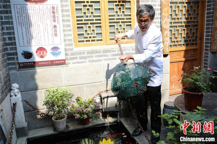 邓君秋从泉池中捞出瘦养了一周的红尾黄河鲤鱼。