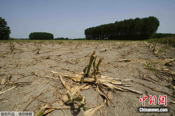 2022年6月27日,意大利洛梅利纳地区的莫塔拉,一片完全干涸的玉米地。 2022年6月27日,意大利洛梅利纳地区的莫塔拉,一片完全干涸的玉米地。