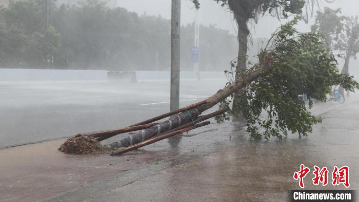 路树在狂风暴雨中倒伏 梁盛 摄 路树在狂风暴雨中倒伏 梁盛 摄
