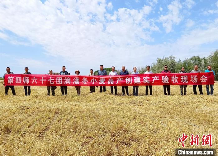 再次刷新伊犁地区小麦高产纪录。 沈睿燕 摄 再次刷新伊犁地区小麦高产纪录。 沈睿燕 摄