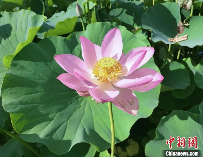 资料图：荷花盛放。齐琳洁 摄