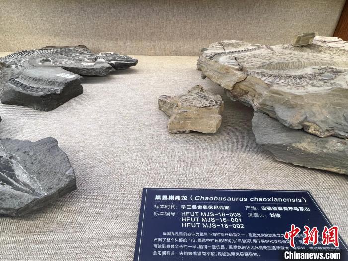 图为合肥工业大学地质博物馆展品“巢湖龙”。 储玮玮 摄 图为合肥工业大学地质博物馆展品“巢湖龙”。 储玮玮 摄