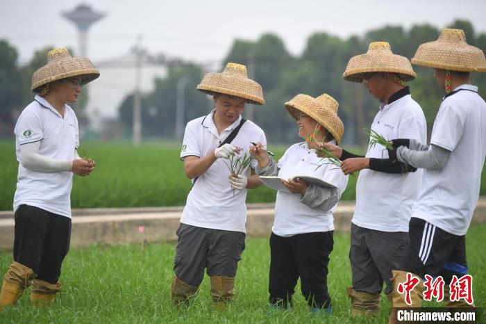 周红英(左三)与她的团队在记录秧苗生长情况。 韩苏原 摄 周红英(左三)与她的团队在记录秧苗生长情况。 韩苏原 摄