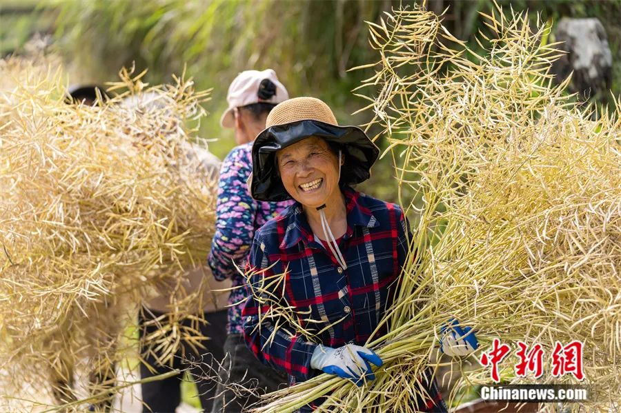浙江省瑞安市一油菜花专业合作社的工人在工作中。<a target='_blank' href='/'>中新社</a>发 孙凛 摄