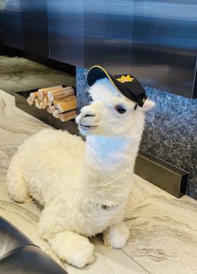 新北市警察局为强化暑假期间青少年自我保护观念，特别找来超可爱的羊驼“麦可”，针对新兴毒品、未满18岁深夜游荡及偏差行为、防制青少年诈欺车手、防制性剥削等议题拍摄一系列宣导影片。图片来源：台湾“中央社”(新北市警察局提供)